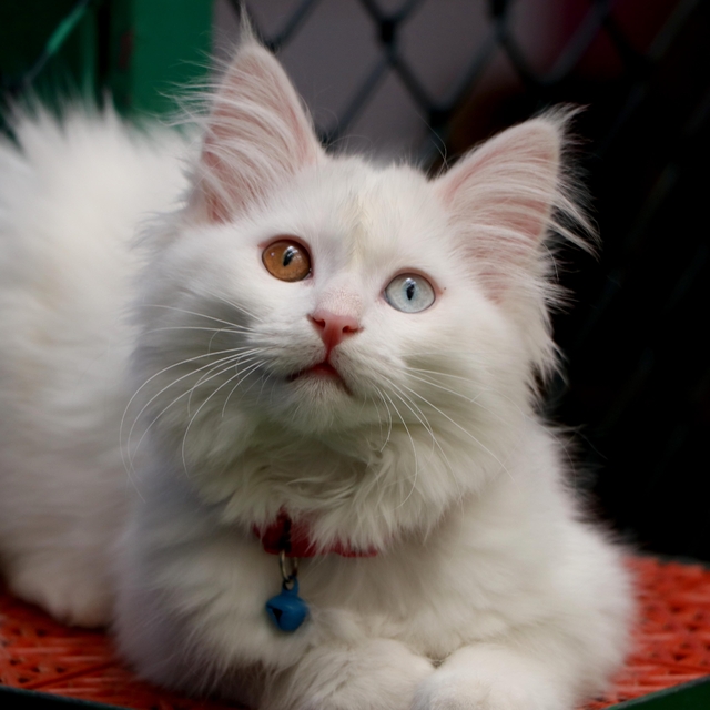 Van'da Kedi Villası'nda doğum sezonu tamamlandı