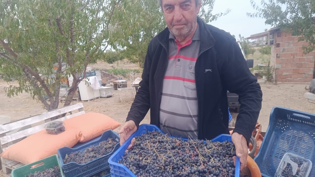 Enez'den yurdun her yerine kargoyla aronya gönderiliyor