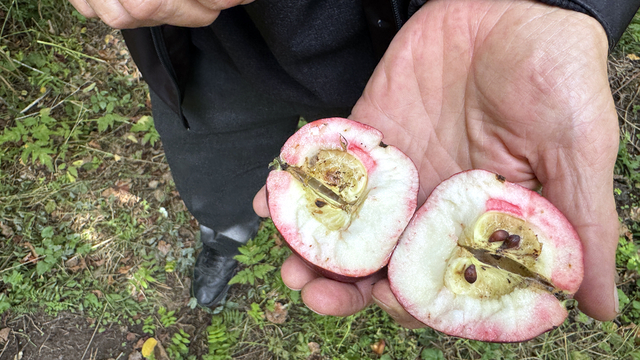 Ardahan'da coğrafi işaretli "içi kırmızı elma"nın hasadına başlandı