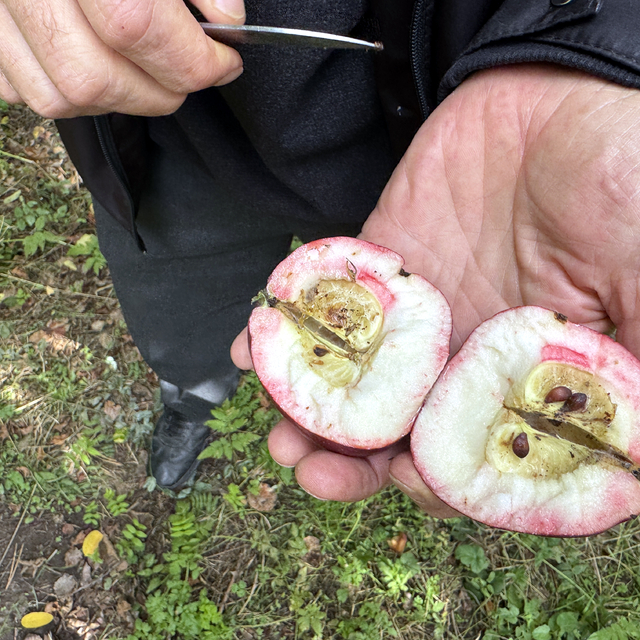 Ardahan'da coğrafi işaretli "içi kırmızı elma"nın hasadına başlandı