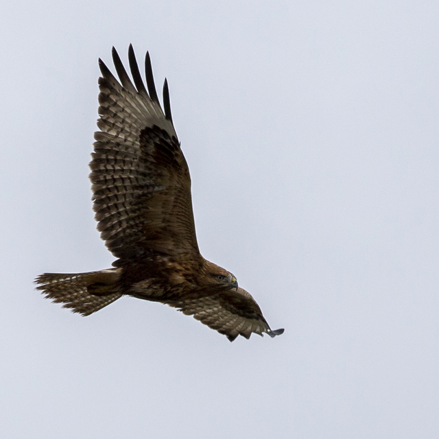 Bolu'da rüzgarlı havada avlanmaya çalışan kızıl şahin kamerada