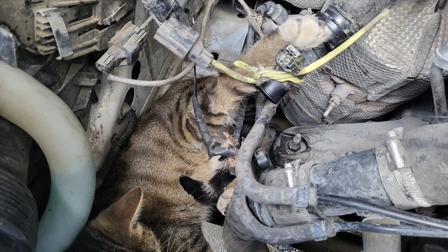 Çorum'da minibüsün motoruna giren kedi itfaiye ekiplerince kurtarıldı