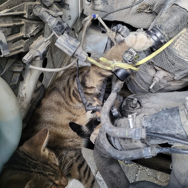 Çorum'da minibüsün motoruna giren kedi itfaiye ekiplerince kurtarıldı