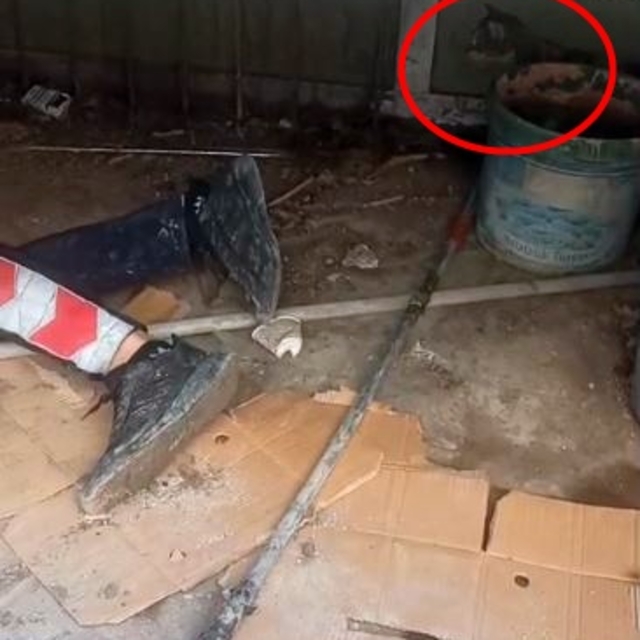 Yavrusu kurtarılırken anne kedinin bölgede bekleyişi kamerada