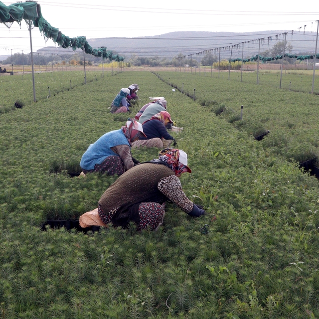 Eskişehir'de yetiştirilen fidanlar, yanan orman alanlarını yeşertecek