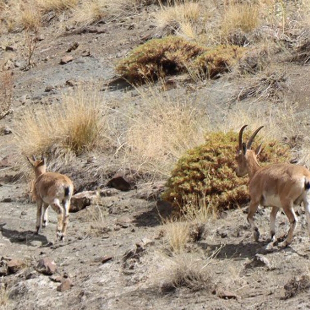 Sürü halinde gezen yaban keçileri dron kamerasında