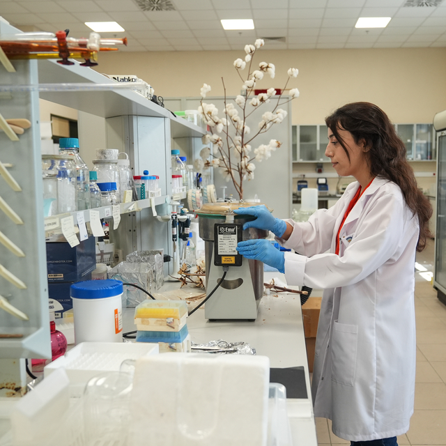 Atık pamuk saplarından katma değerli biyomalzeme elde edildi