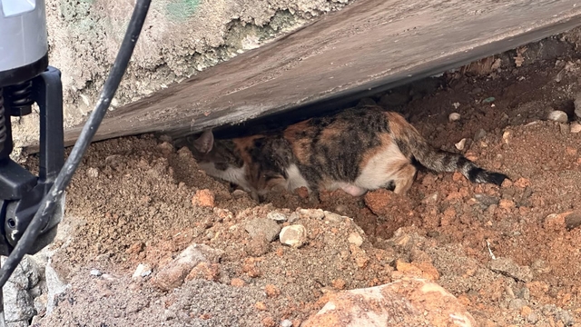 Cizre'de merdiven altına sıkışan kedi yavrusunu itfaiye kurtardı