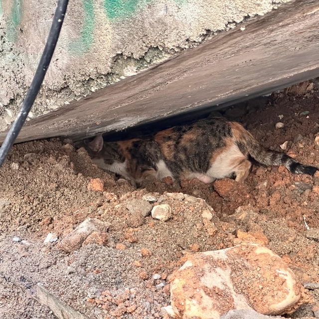 Cizre'de merdiven altına sıkışan kedi yavrusunu itfaiye kurtardı