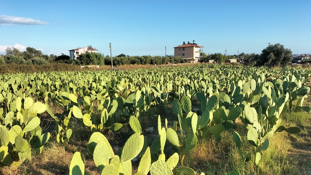 Antalya'da dikenli incir üretimi yaygınlaşıyor