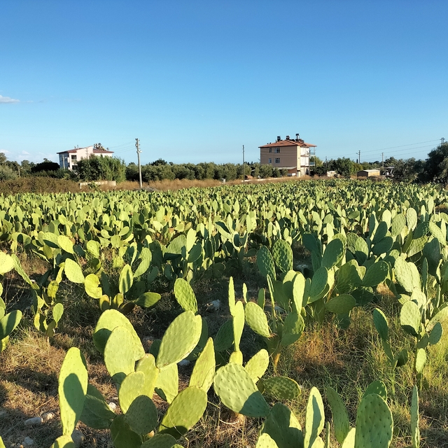 Antalya'da dikenli incir üretimi yaygınlaşıyor
