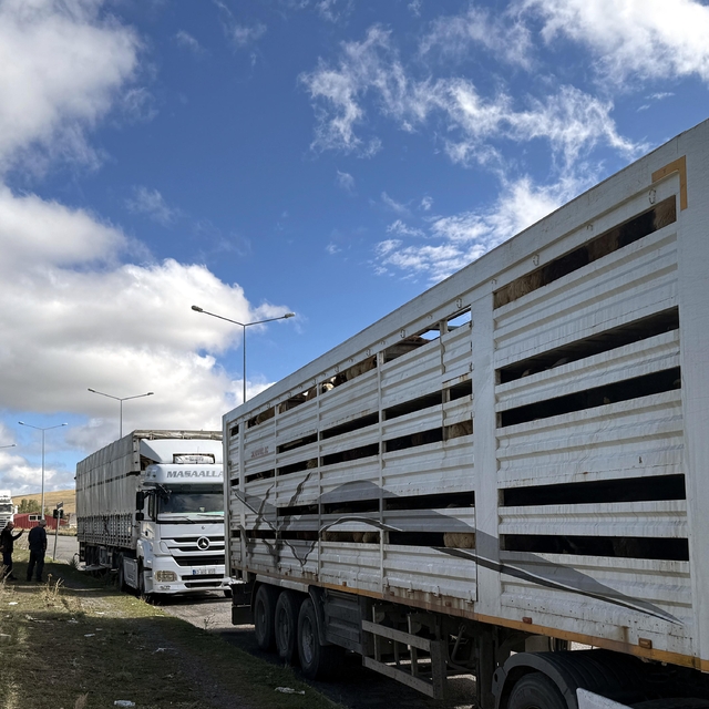 Ardahan'da şap karantinasının sona ermesiyle hayvan sevkiyatları hız kazand...