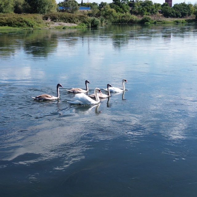 Kızılırmak Deltası Kuş Cenneti sonbahar göçleriyle kuğulara hazırlanıyor