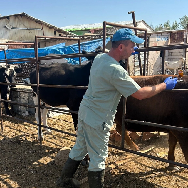 Kırklareli'nde büyükbaş hayvanlar aşılanıyor