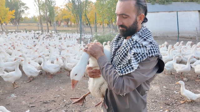 Islık sesiyle yüzlerce kanatlı hayvanı etrafına topluyor