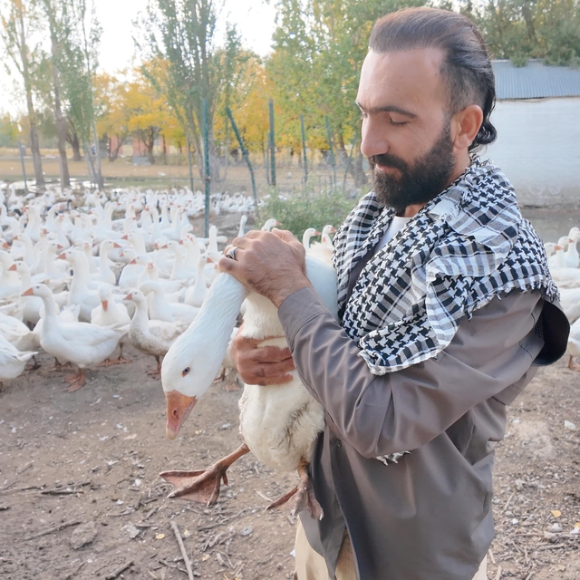 Islık sesiyle yüzlerce kanatlı hayvanı etrafına topluyor