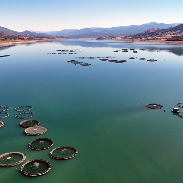 Almus Barajı'nda yetiştirilen alabalık ve somon balığı 5 ülkeye ihraç edili...