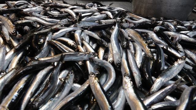 Trabzon'da hamsi bereketi