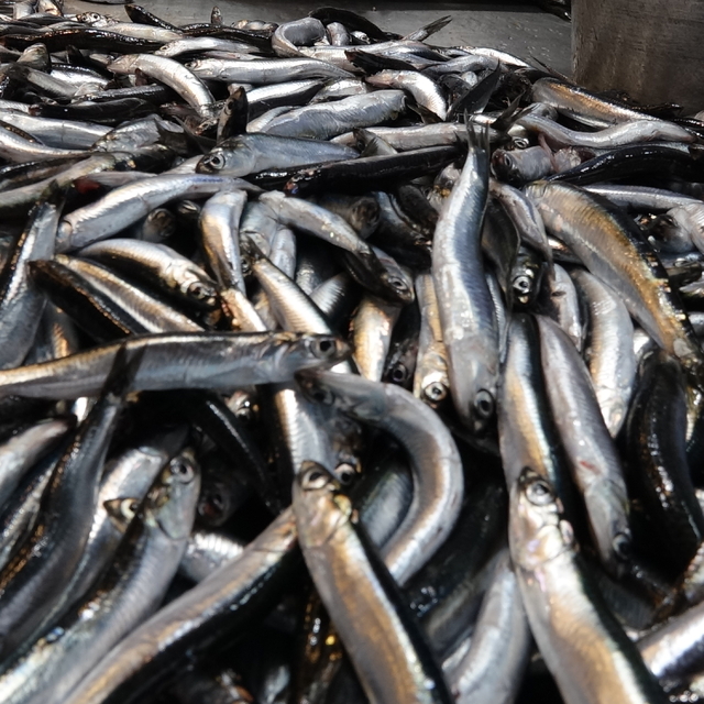 Trabzon'da hamsi bereketi