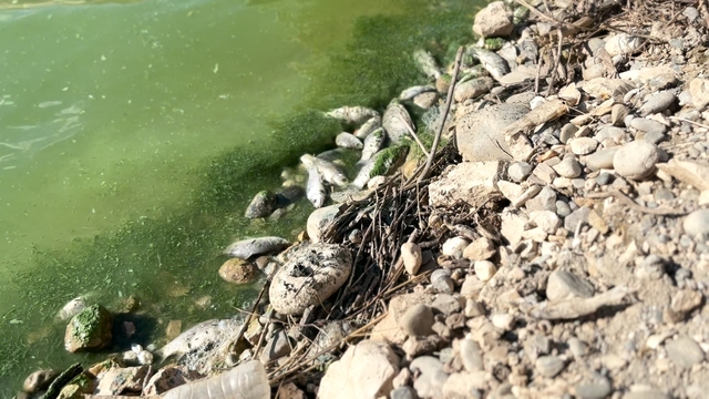 Botan Çayı'nda toplu balık ölümleri