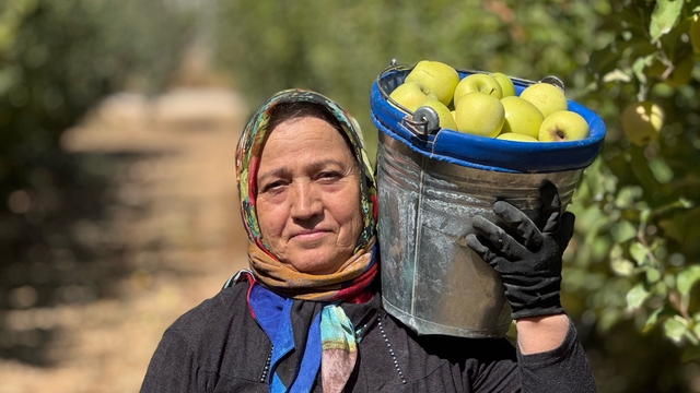 Elma diyarı Isparta'da hummalı hasat mesaisi
