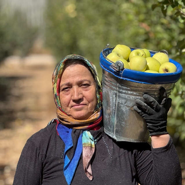 Elma diyarı Isparta'da hummalı hasat mesaisi