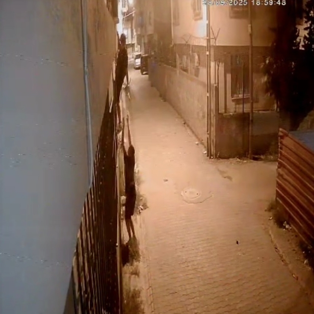 Korkuluklardan tırmanıp, penceredeki kediyi çaldılar