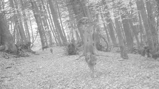 Ormanda gezen 2 kurt fotokapana yansıdı