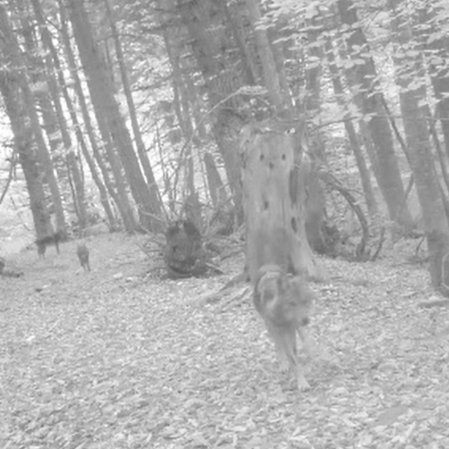 Ormanda gezen 2 kurt fotokapana yansıdı