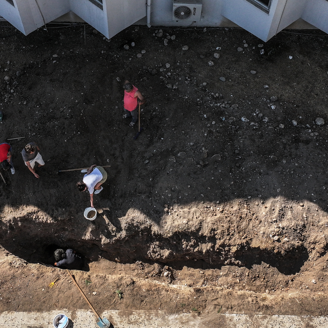 Mersin'de 4 yıl önce toprağa gömülen Fin balinasının iskeleti çıkarılıyor