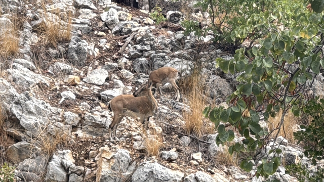 Isparta'da sarp kayalıklarda yaban keçileri görüntülendi
