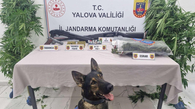 Ormanda yetiştirdikleri keneviri esrar haline getirip satmak isteyen 2 şüpheli yakalandı