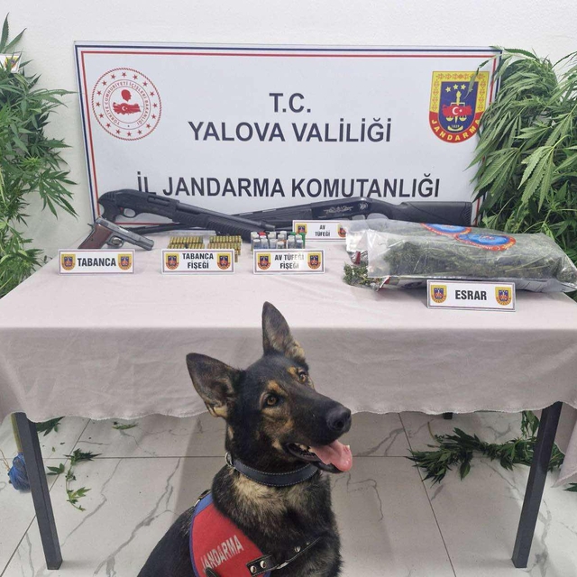 Ormanda yetiştirdikleri keneviri esrar haline getirip satmak isteyen 2 şüph...