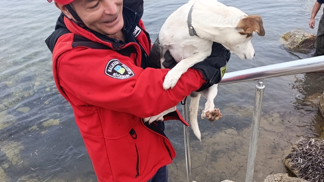 Burhaniye'de sahildeki kayalıklara sıkışan köpeği itfaiye kurtardı