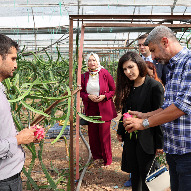 Kumluca'da tropikal meyve üretim seralarında incelemelerde bulunuldu