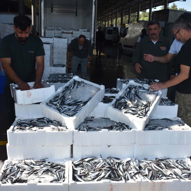 Hamsiye yurt içi ve yurt dışından gelen yoğun talebe yetişilemiyor