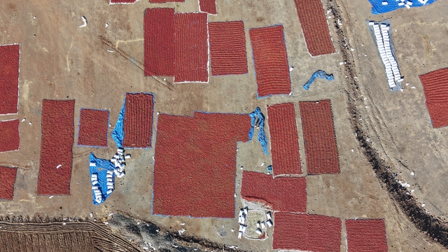 Kilis'te pul biber mesaisi