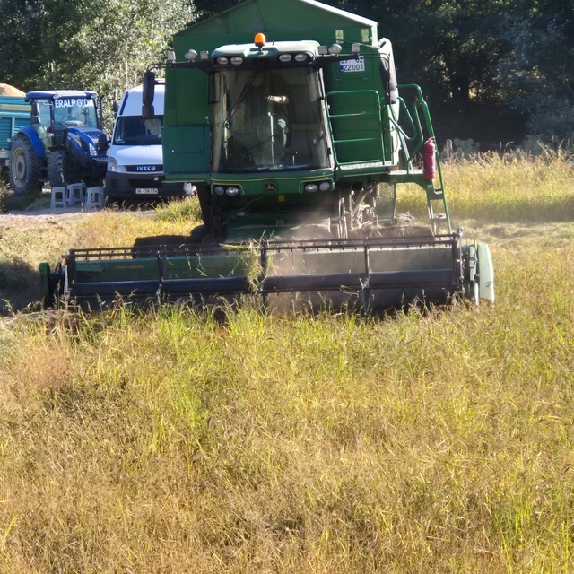 Hanönü'de çeltik hasadı başladı