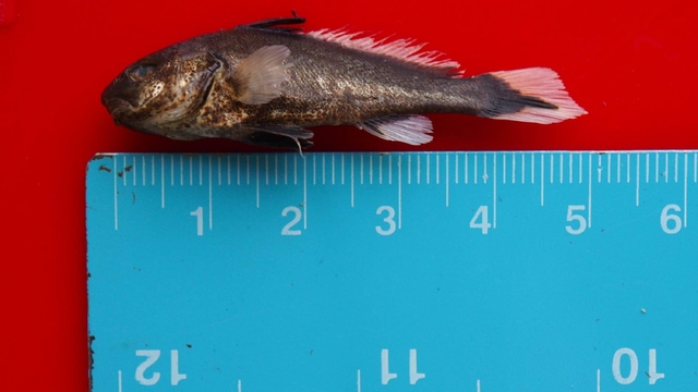 'Müsilajın balıkların üreme sistemine doğrudan etkisi yok'