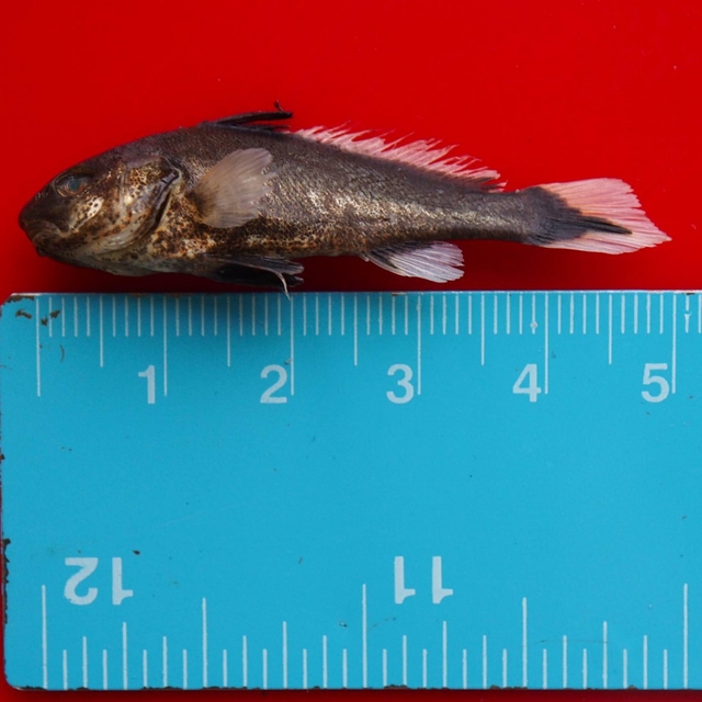 'Müsilajın balıkların üreme sistemine doğrudan etkisi yok'