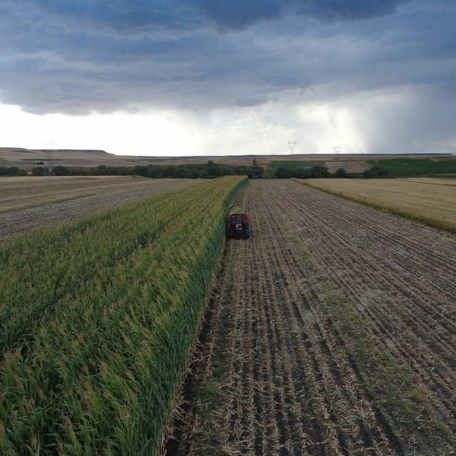 Kars'ta üreticiler yüksek verim elde ettiği silajlık mısırı hasat ediyor