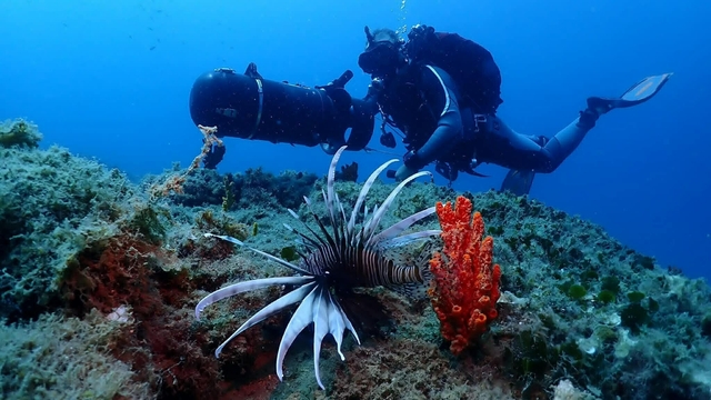 Kuşadası'nın sualtı dünyası, dalış tutkunlarının gözdesi oldu