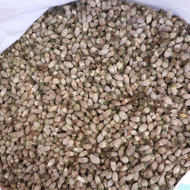 Yüksekova'dan Irak'a 'kenger çekirdeği' ihraç ediyor