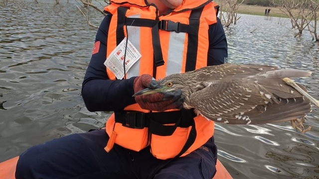 Bursa'da gölette mahsur kalan yabani kuş kurtarıldı