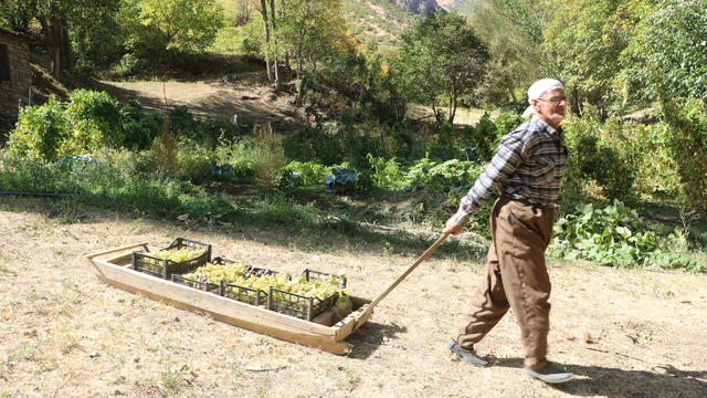 80 yaşında, her yıl tonlarca üzümü kızakla köyüne taşıyor
