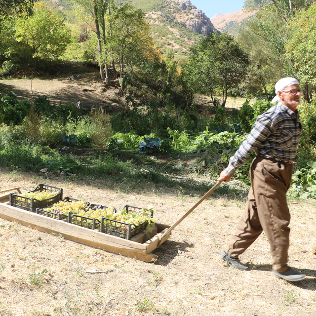 80 yaşında, her yıl tonlarca üzümü kızakla köyüne taşıyor
