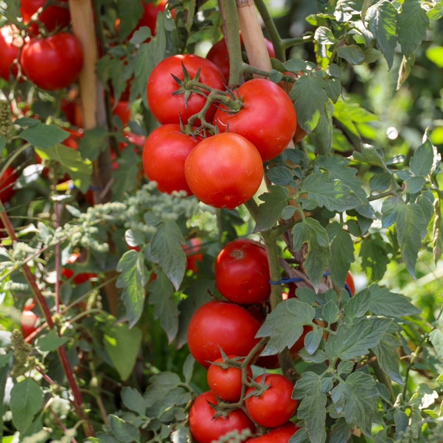 Bilecik'te 17 bin 48 dekar alanda domates üretiliyor