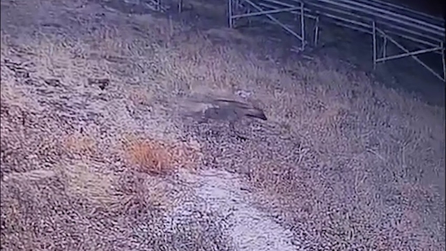 Şanlıurfa'da çizgili sırtlan kamerada