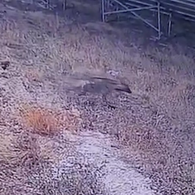 Şanlıurfa'da çizgili sırtlan kamerada