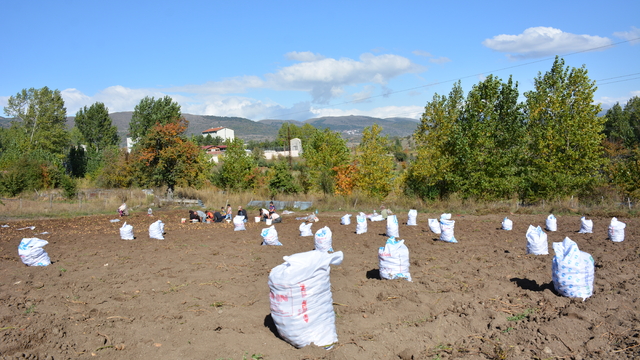 Tokat'ta "Başçiftlik beyazı"nın hasadına başlandı
